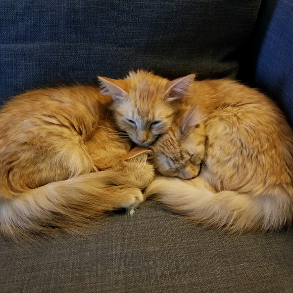 Meet your Posher, Renee - Picture 1 of 1